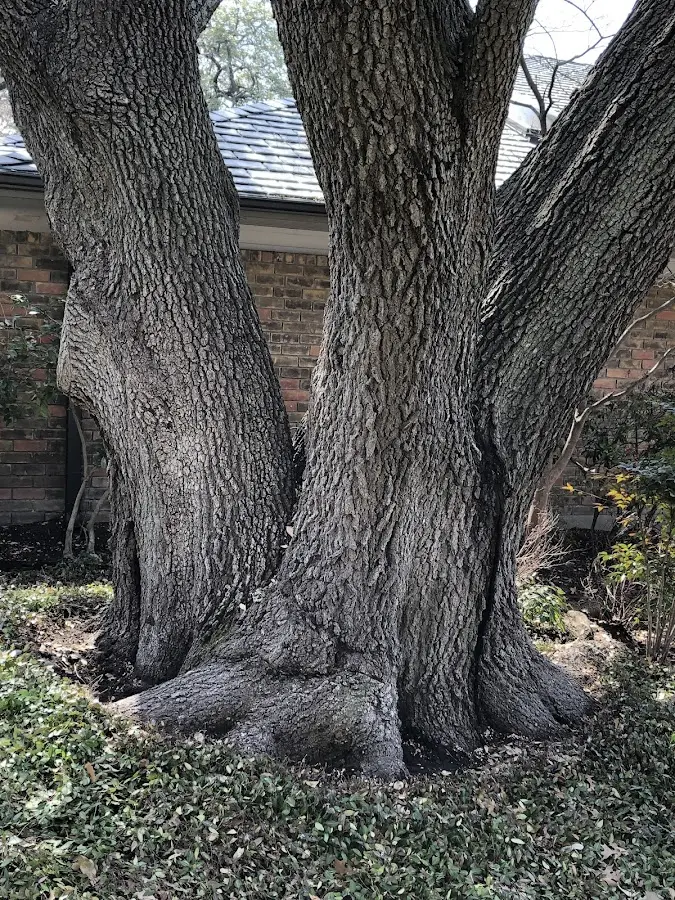Mature heritage tree close to a Opp property cared for by certified arborists